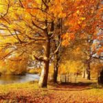 Herfsttooi, tovenarij van de natuur. Natuur en concentratie